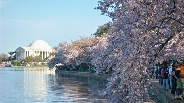 画像: ポトマック河畔の桜並木~桜一色の景色は圧巻です~ www.nationalcherryblossomfestival.org
