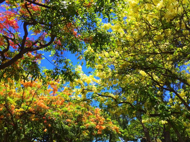 画像: 沿道に咲くシャワーツリー