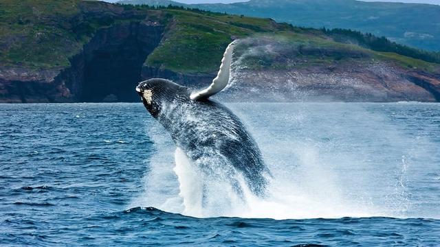 画像: ©Newfoundland and Labrador Tourism