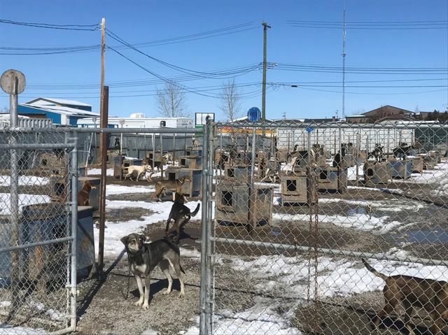 画像: 犬舎