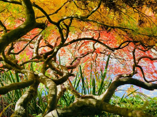 画像: 真っ赤に染まるバンドゥーセン植物園の紅葉(バンクーバー)