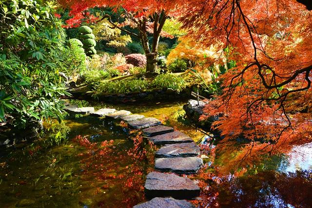 画像: 真っ赤に染まるブッチャードガーデンの紅葉(ビクトリア)