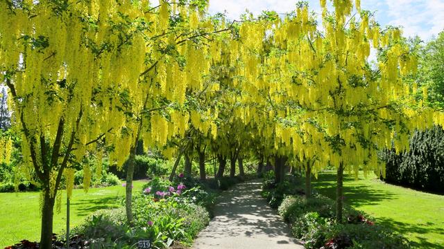 画像: バンデューセン植物園のキバナフジ(イメージ)