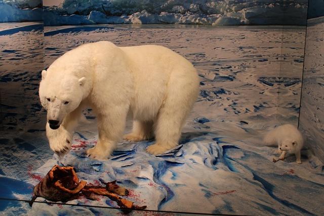 画像: 歴史博物館内シロクマの剥製/イメージ