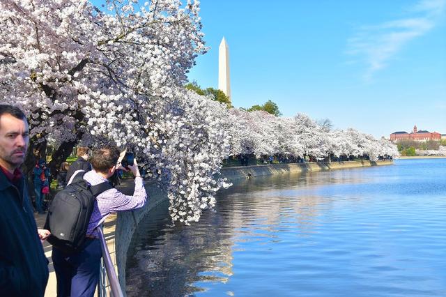画像: ポトマック川の桜(イメージ) 撮影:中川(2019年4月1日撮影)