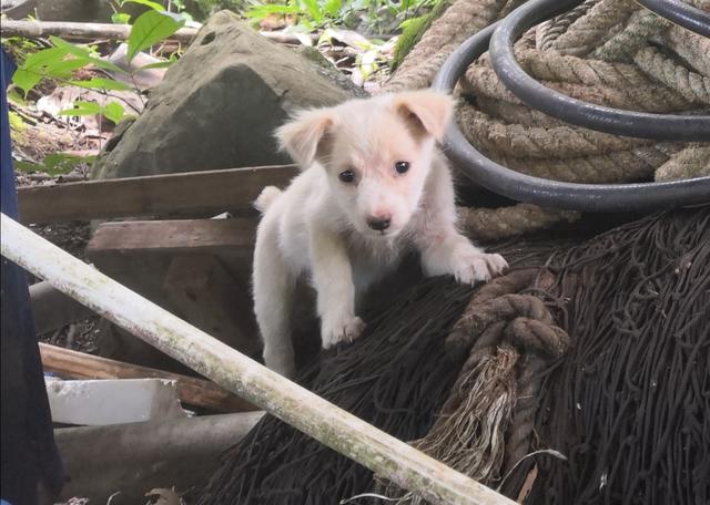 画像: 入り口の子犬は可愛いですが、噛まれないように近づかないようご注意を!