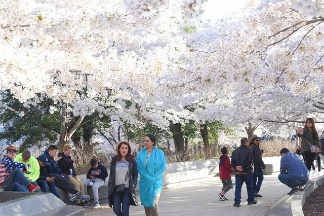 画像: ポトマック川周辺は桜一色でした(企画担当者撮影)