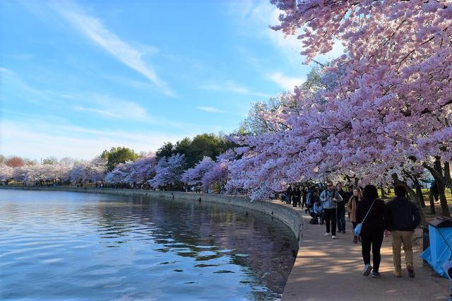 画像: ポトマック川周辺が一番桜がきれいに開花します(企画担当者撮影)