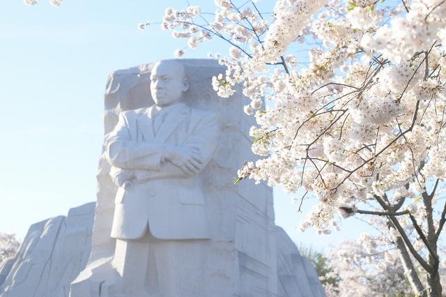 画像: キング牧師記念像とポトマック川の桜(企画担当者撮影)