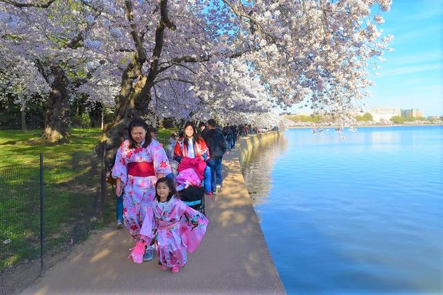 画像: アメリカの方も着物を着て、桜を楽しみます(企画担当者撮影)