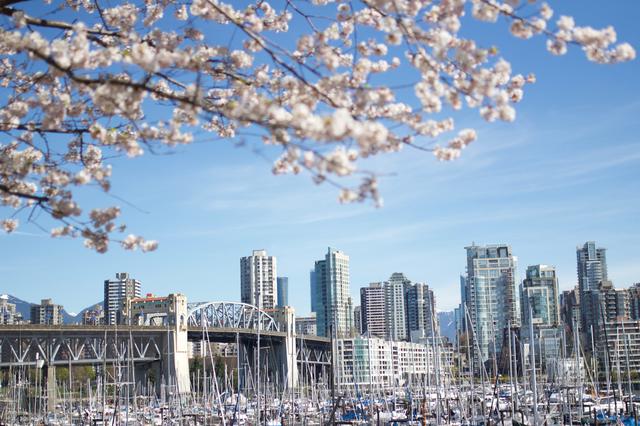 画像: バンクーバーダウンタウンと桜/写真提供:Tourism British Columbia ※桜見頃は4月頃
