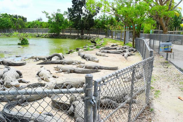 画像: エバーグレース国立公園(イメージ)