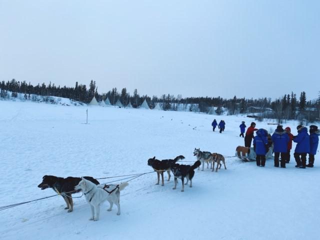 画像: 元気な犬たちが白銀の世界を走行します!/弊社スタッフ和田撮影