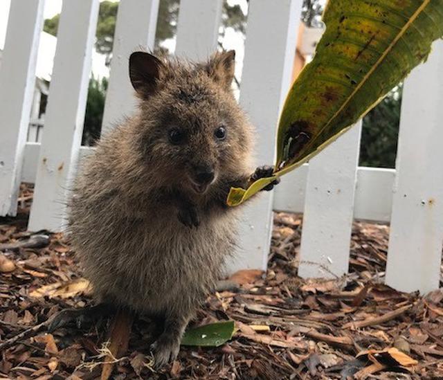 画像: クオッカ/担当者撮影 ※野生動物のためご覧いただけない場合があります
