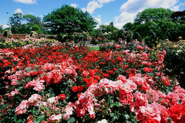 画像: クライストチャーチのバラ園 ※見頃は前後する場合があります