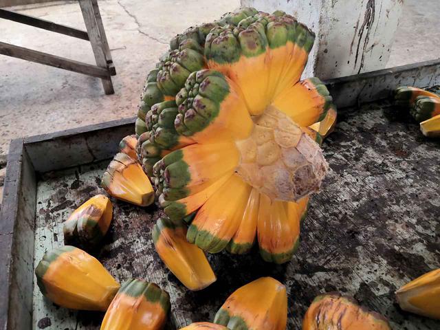 画像: 変わった形の野菜 (クラブツーリズムスタッフ撮影)