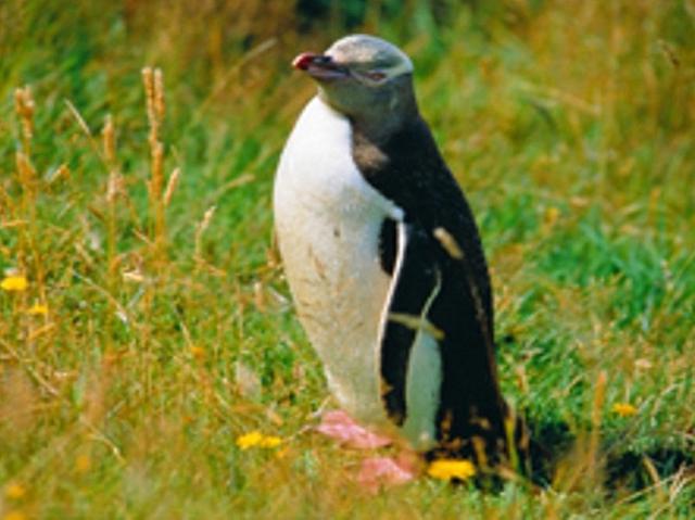 画像: オアマルに生息するフェアリーペンギン(イメージ)