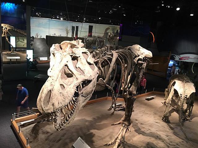 画像: 恐竜の化石展示(弊社スタッフ撮影)