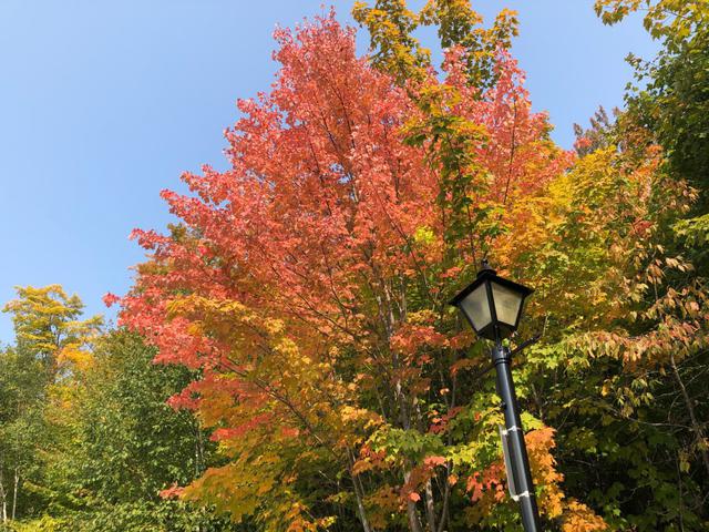 画像: 紅葉のメープル/9/22撮影©Showflex