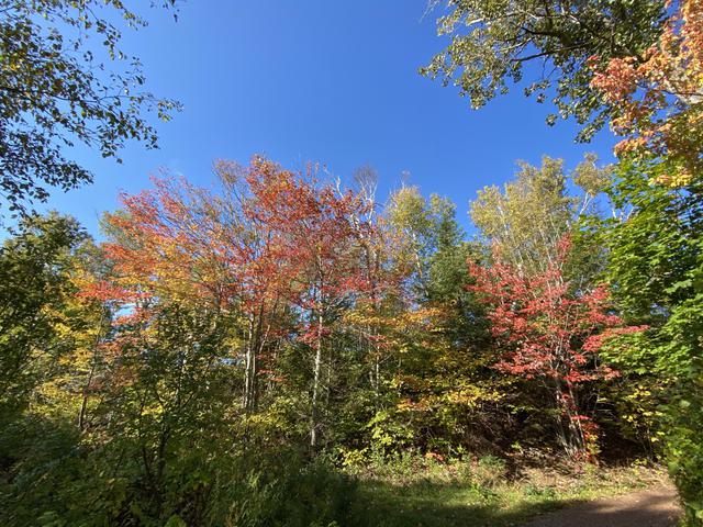 画像: 恋人の小径の紅葉/10/13撮影©PEI Select Tours