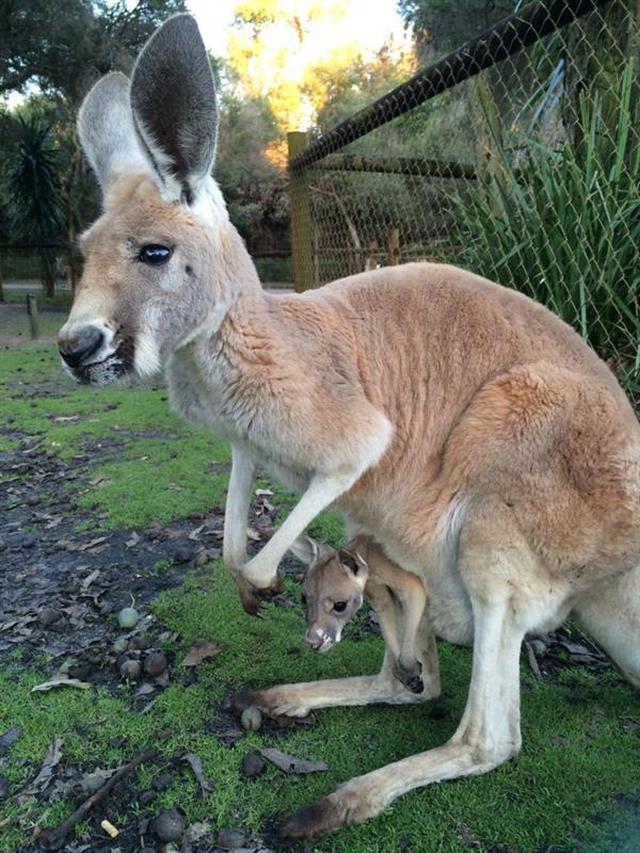 画像2: カンガルーの親子(©Caversham Wildlife Park)