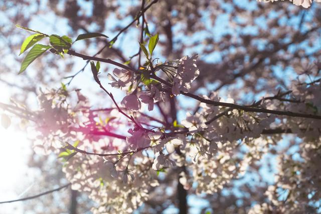 画像2: ワシントンの桜(イメージ)