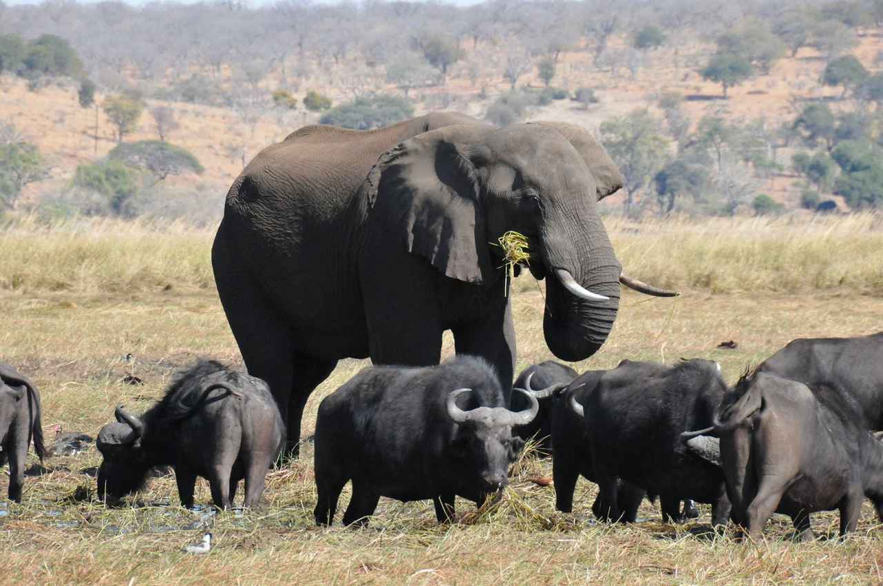画像: 『各出発日26名様限定／成田空港発着／キャセイパシフィック航空エコノミークラス利用／ビクトリアの滝・喜望峰・サファリ　南部アフリカロマン紀行10日間』｜クラブツーリズム