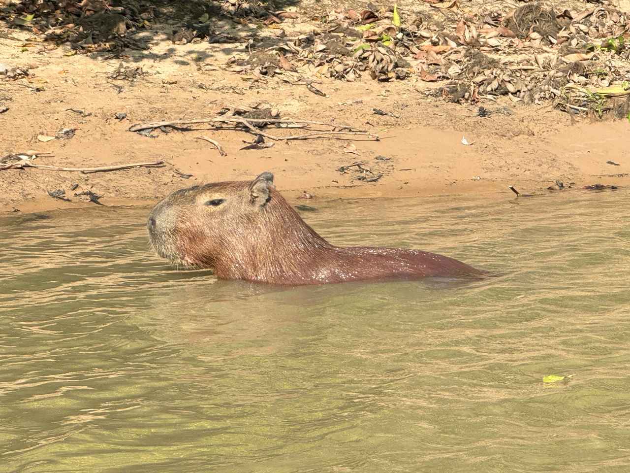 画像2: カピバラ(弊社添乗員撮影)