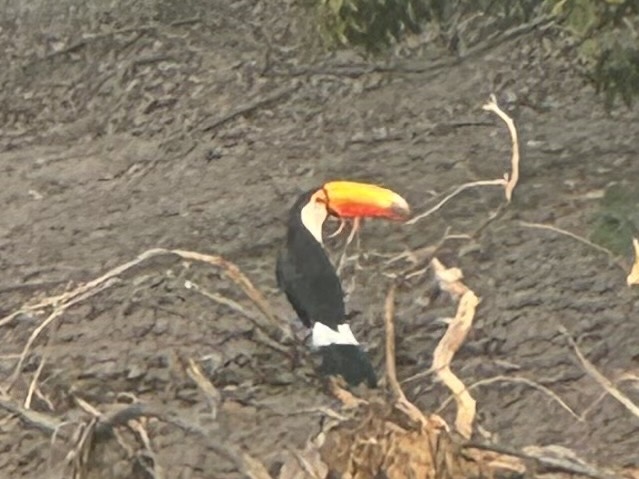 画像: トゥカン/和名オオハシ(弊社添乗員撮影)