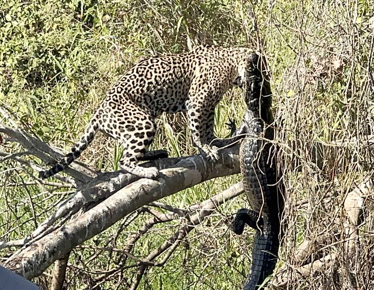 画像: カイマンを捕食するジャガー(弊社添乗員撮影)