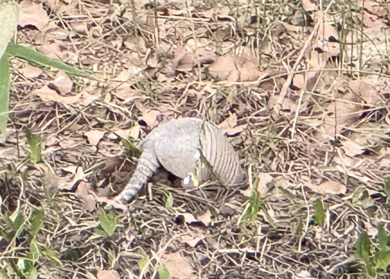 画像: アルマジロ(弊社添乗員撮影)