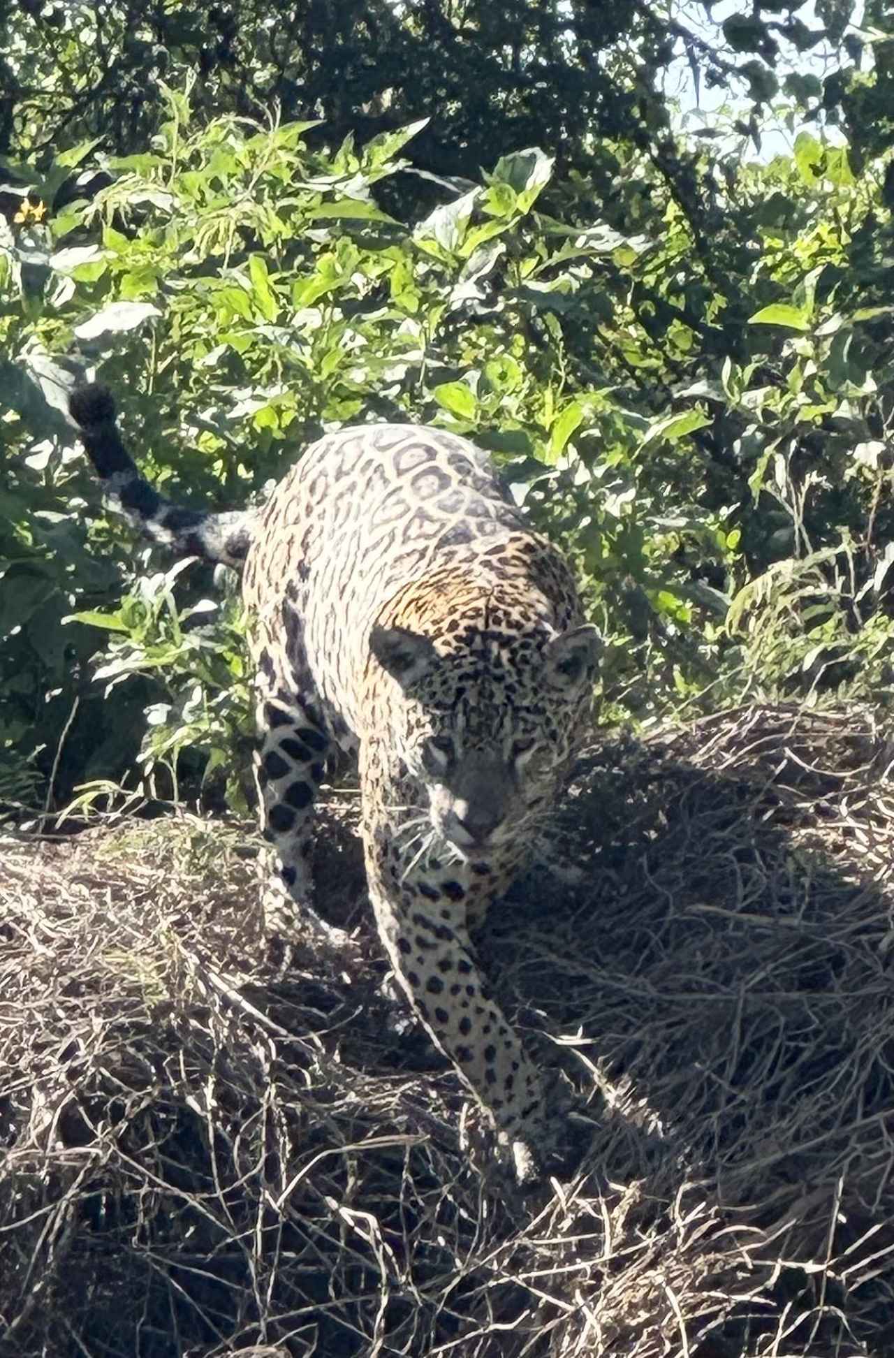 画像: ジャガー(弊社添乗員撮影)