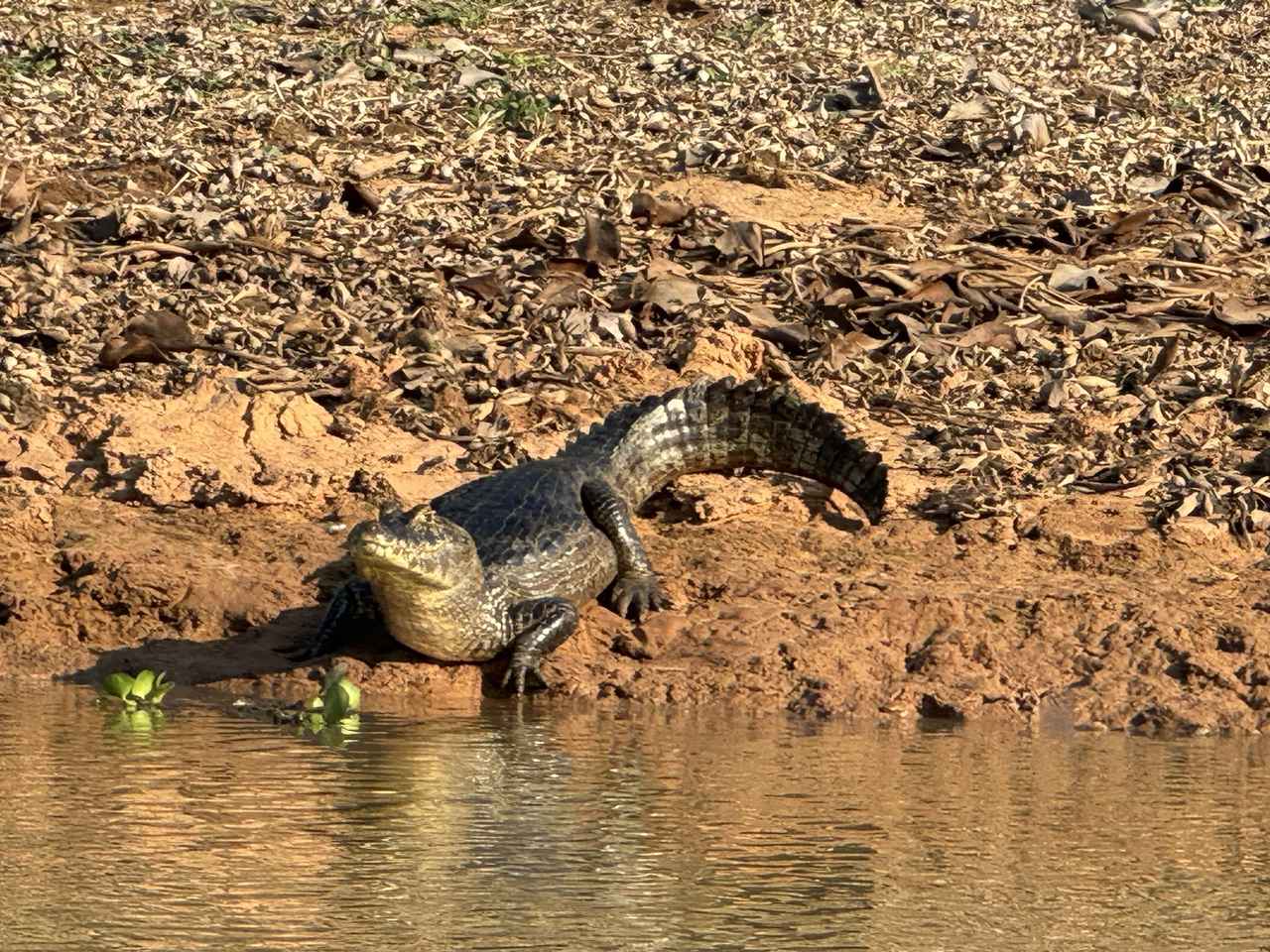 画像: カイマン(弊社添乗員撮影)