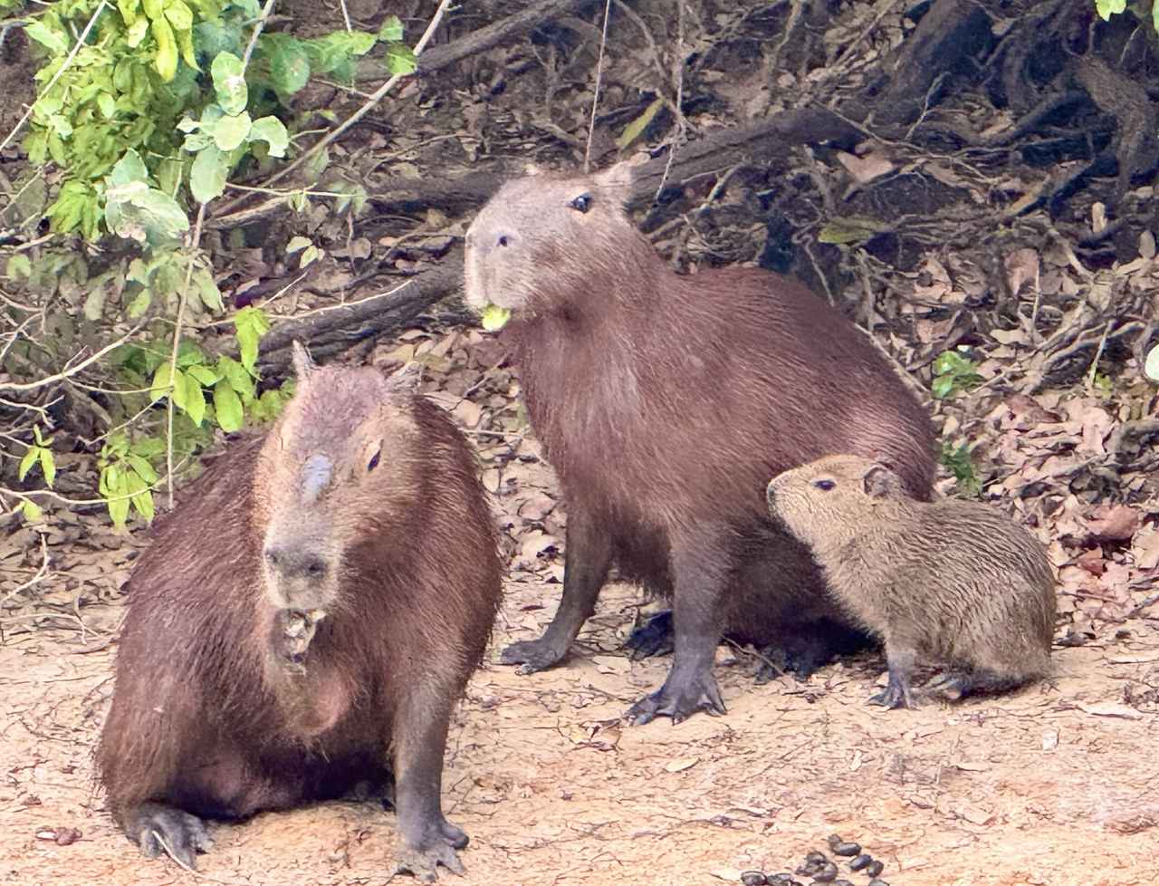 画像1: カピバラ(弊社添乗員撮影)