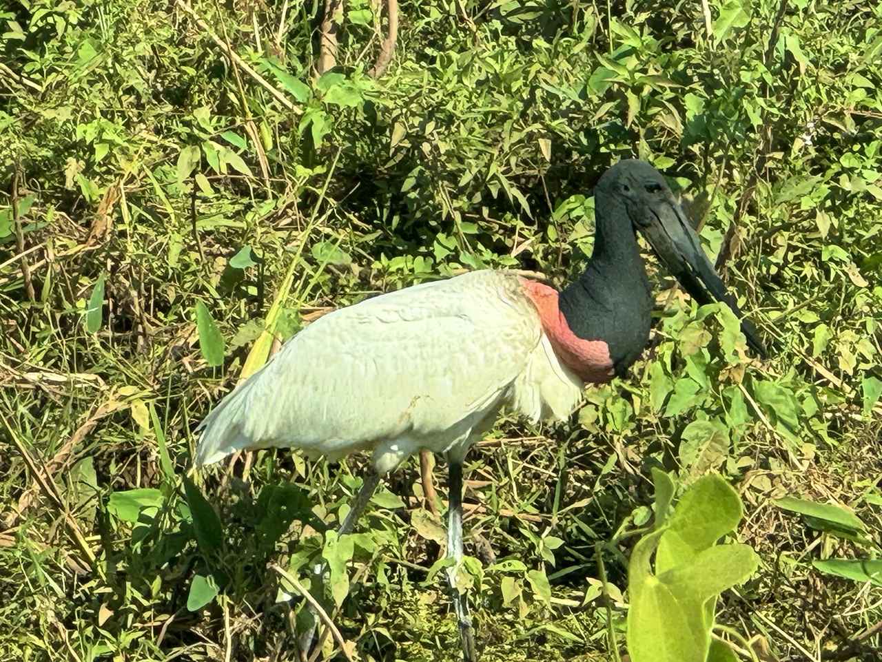 画像: トゥユユ/和名ズグロハゲコウ(弊社添乗員撮影)