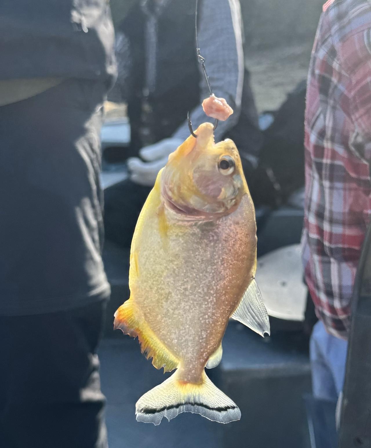 画像: 鋭い歯を持つ獰猛なピラニア(弊社添乗員撮影)