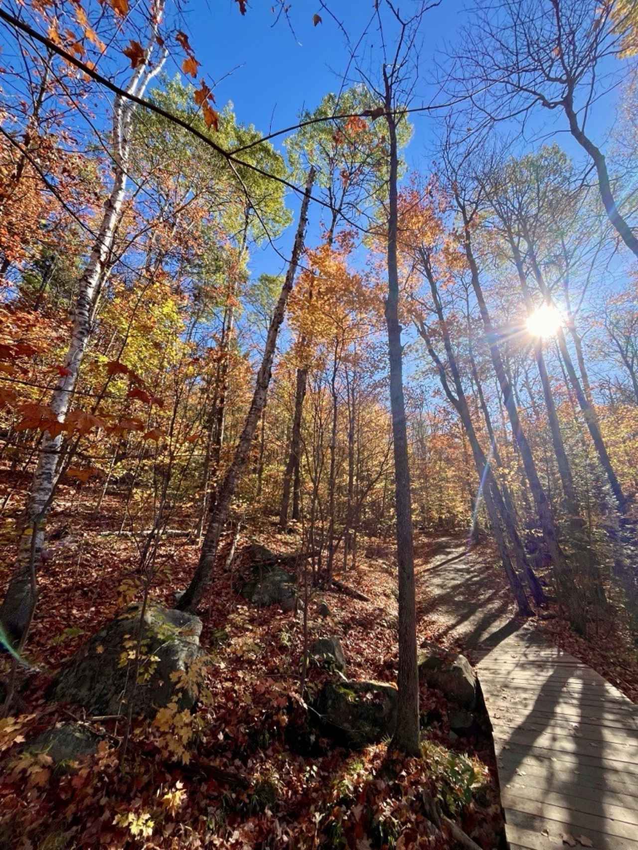 画像: アルゴンキン州立公園（弊社スタッフ撮影）