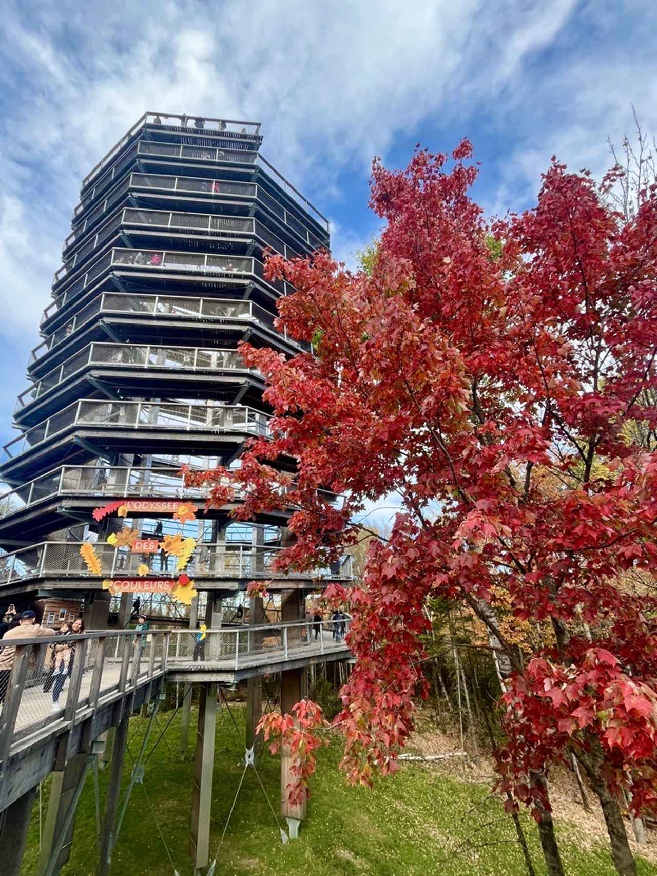 画像: ツリートップウォーク（弊社スタッフ撮影）