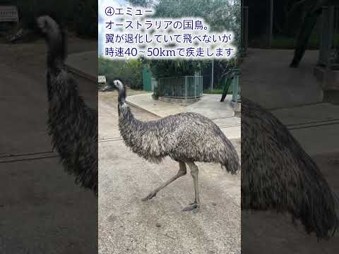 画像: 【オーストラリア】特有の動物たちをご紹介 www.youtube.com