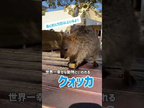 画像: 【西オーストラリア】世界一幸せな動物！？クォッカに会える島 www.youtube.com