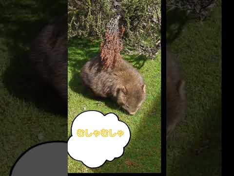 画像: 【オーストラリア】タスマニアでかわいい動物たちに出会いました♪ www.youtube.com