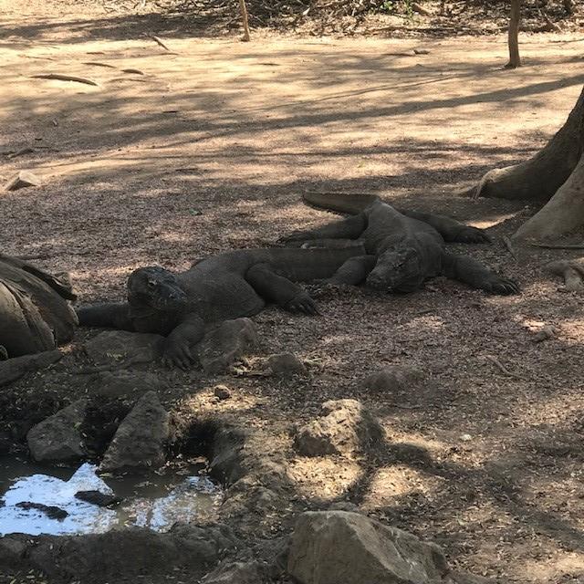 画像2: 【インドネシア】東南アジア最後の秘境!!
コモド諸島にコモドドラゴンを見に行きませんか!?