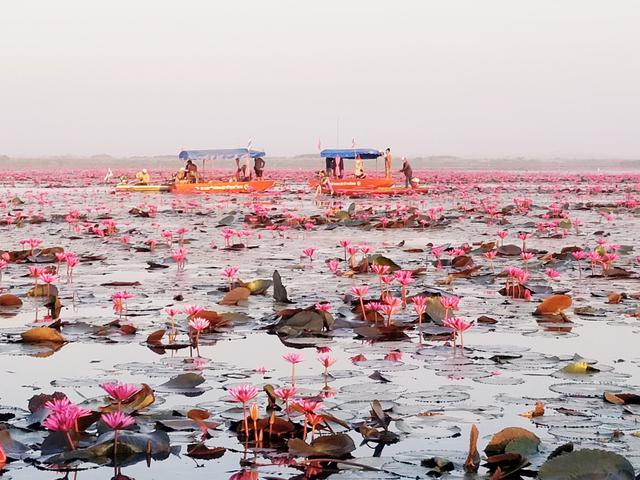 画像: ノーンハーン湖に広がる睡蓮(2019年1月弊社スタッフ撮影)