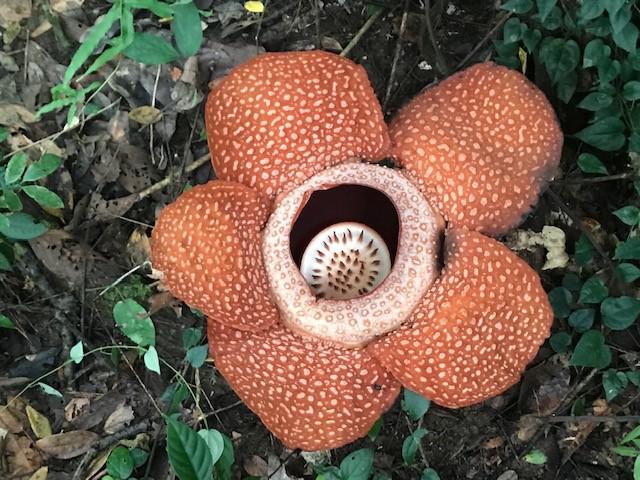 画像: ラフレシア/弊社スタッフ撮影 ※ツアーご案内時には、ラフレシアは開花時期が短く不定期なため、ご覧いただけない場合がございます。