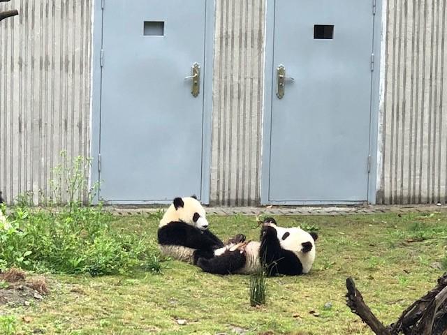 画像1: パンダ幼稚園(水野撮影/2018年6月)