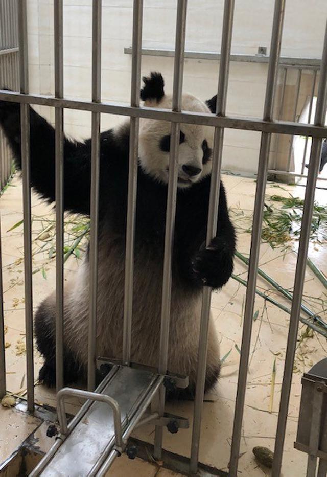 画像: 檻越しのパンダ(水野撮影/2018年6月)
