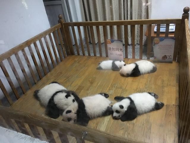 画像: パンダ幼稚園見学