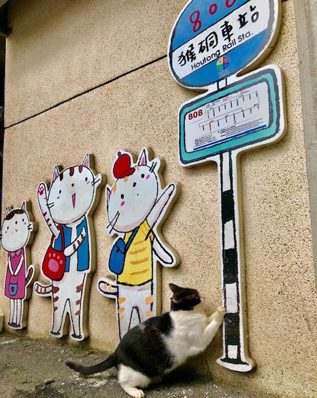 画像2: 猫村/水野撮影