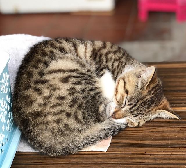 画像: 猫村の猫/水野撮影