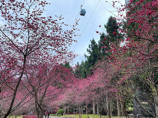 画像: 桜と九族ロープウェイ/弊社スタッフ撮影(2020年2月10日)